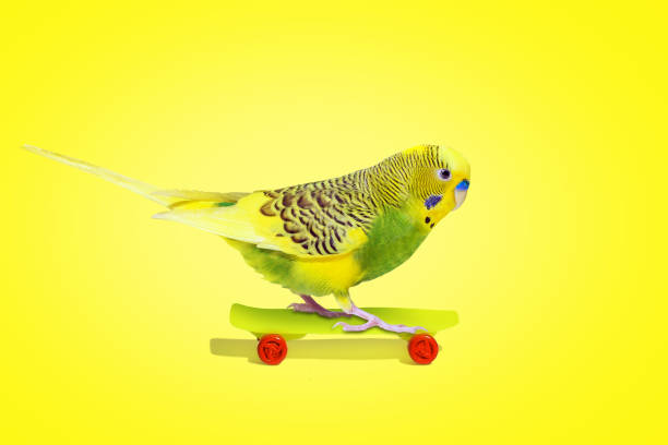 istock Lime olive wavy parrot with plastic toy skateboard on yellow background 1387539840