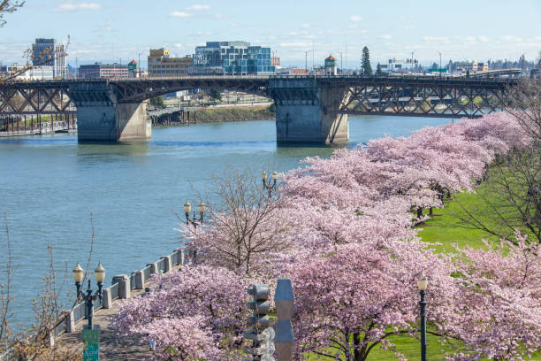 istock Cherry blossoms blooming in Portland downtown 1387539888