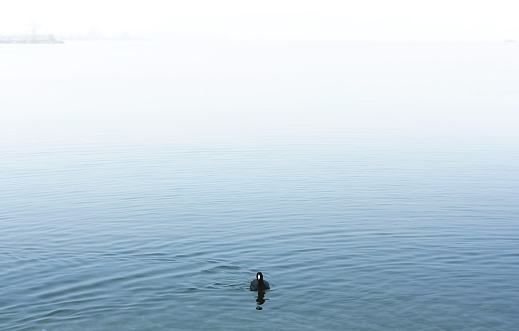 A lone American Coot bird swimming on Lake Ontario during a winter snowfall in Toronto, Ontario, Canada. A hazy horizon can be seen in the background.