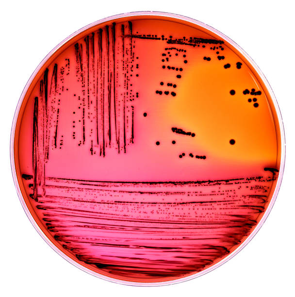 escherichia coli bakterien - petrischale stock-fotos und bilder