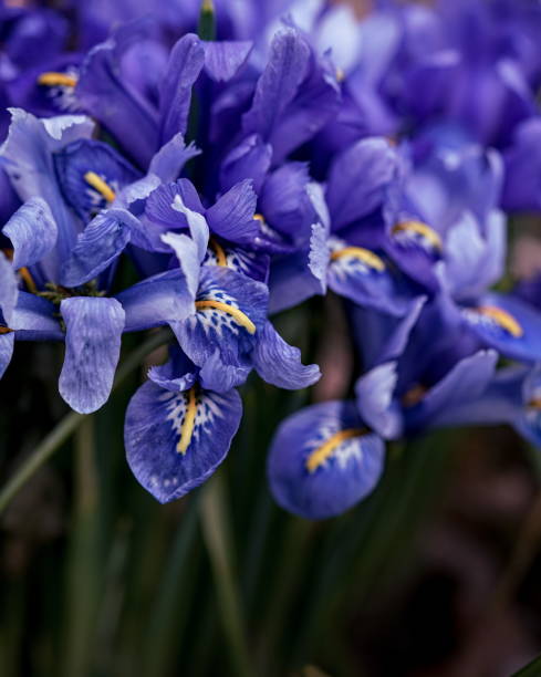 istock Close up of Iris reticulata blossoms 1387545425