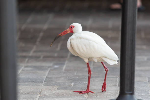 istock White tropical bird walking on pavers 1387548796