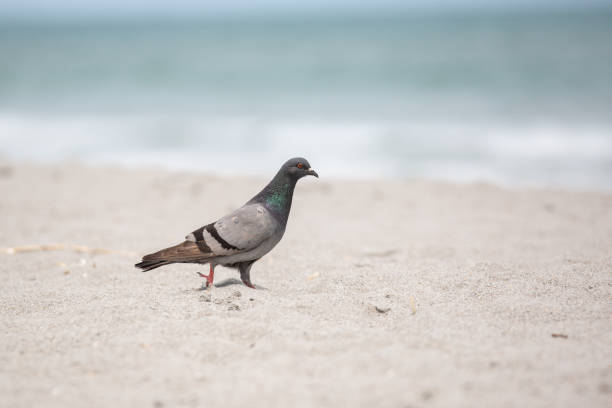 istock Pigeon walking on a sandy beach in the Florida sunshine 1387549231