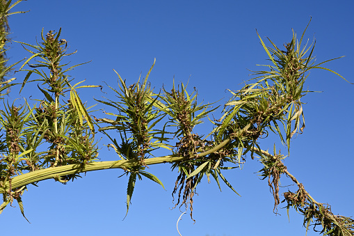 twig of hemp (cannabis sativa)