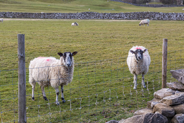 istock The Yorkshire Dales, North Yokshire. 1387550517