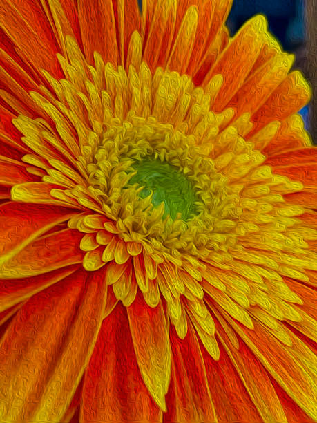 Illustration of Gerbena Daisy