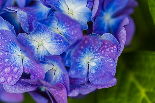Hydrangea Flowers  With Water  Drops