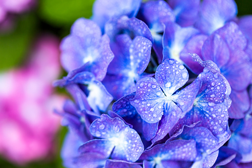 Hydrangea Flowers  With Water Drops