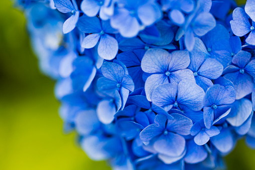 Blue Hydrangea Flowers Close Up