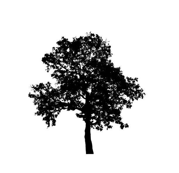 Isolated tree silhouette for brush on white background