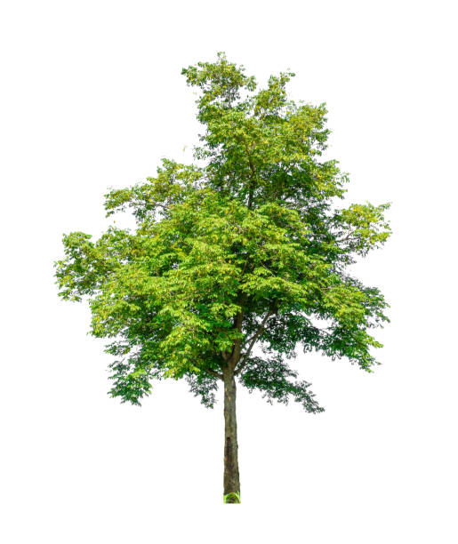 Trees that are isolated on a white background are suitable for both printing and web pages stock photo