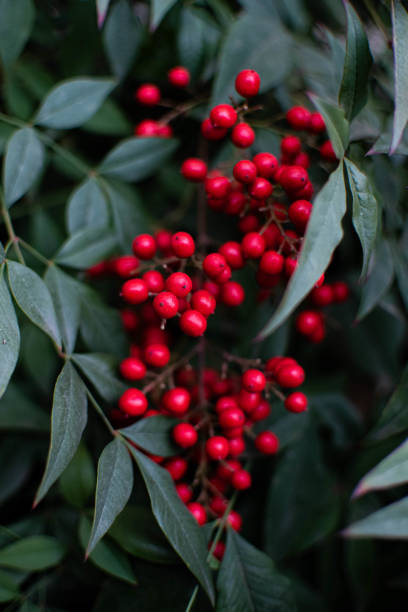 istock Berries Chilling in the Morning 1387557387