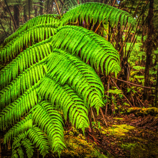 Hawaii, United States - September 07, 2012 : Dense vegetation of ferns around the volcano as the ground is very fertile.