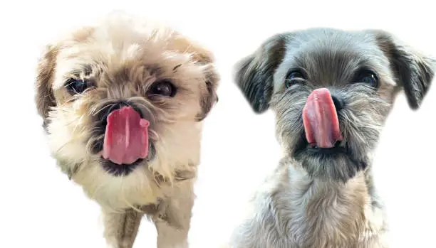 Photo of shih tzu dog begging for food