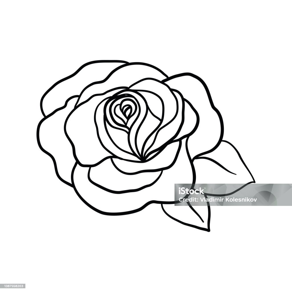 Rose Sketch Black Outline On White Background Stock Illustration ...