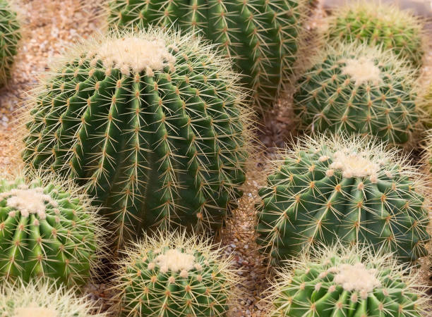 istock Cactus on the rocks in the botanic garden 1387558261