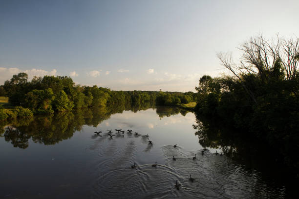 Canada Geese on Anacostia River at dawn