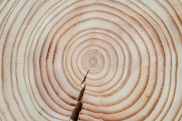 istock Douglas fir tree cross-section with crack and clearly visible annual growth rings arranged concentrically 1387560457