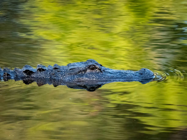 istock American Alligator Swimming 1387563400
