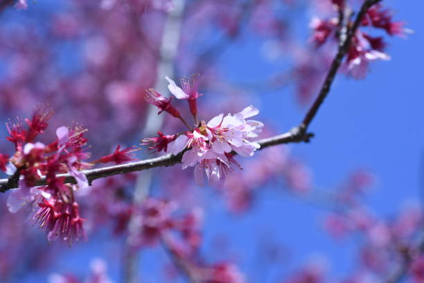 istock Prunus incamp'Okame' blossoms. 1387564514