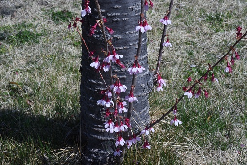 Prunus incamp'Okame' blossoms. Rosaceae deciduous tree. It is a variety bred in the United Kingdom, and the magenta five-petaled flowers bloom downward from late February to early April.