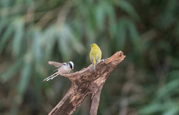 istock Feeding of wild birds in the forest 1387566432