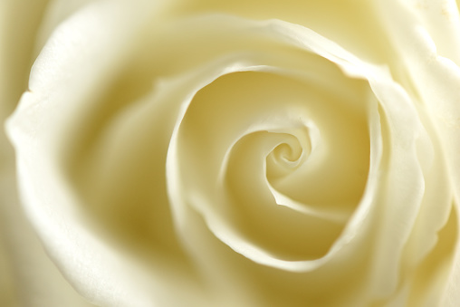 A white rose  shot from the top with a  very shallow depth of field.