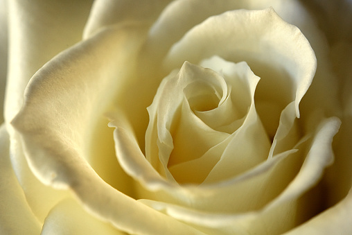 A white buttery colored rose shot close.