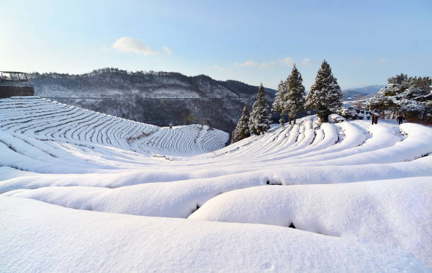 Winter snowscape of the tea ceremony for boseong stock photo