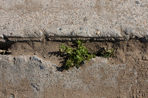 Plant growing trough the concrete