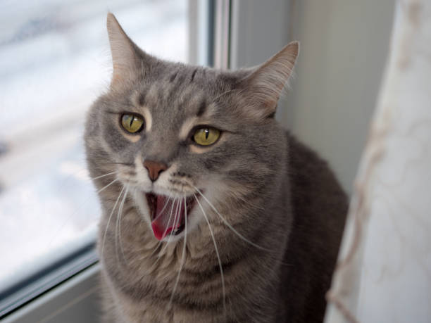 istock domestic cat close up 1387572643