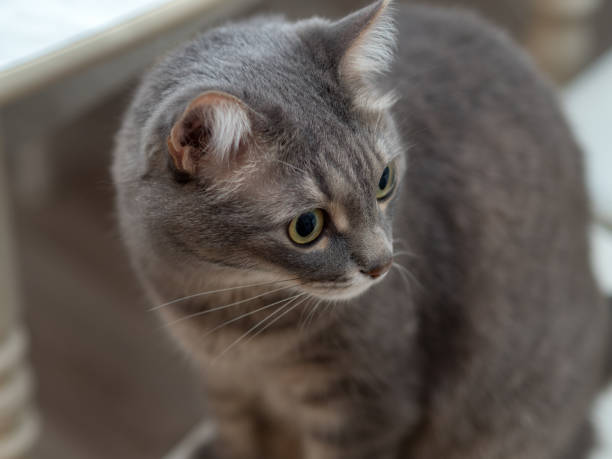istock domestic cat close up 1387572654