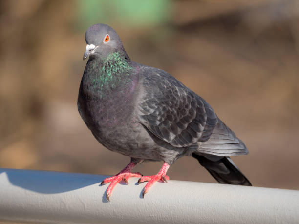 istock portrait of a gray dove 1387572716