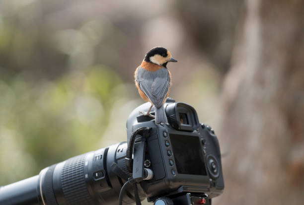 istock A wild goblin bird flew by looking at the prey on my camera 1387574661