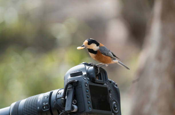 istock A wild goblin bird flew by looking at the prey on my camera 1387574680