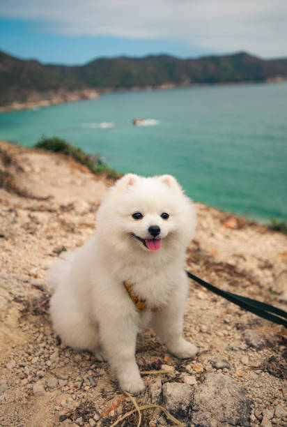 Fluffy white pomeranian puppy dog smiling, happy to be on a hike by the seaside