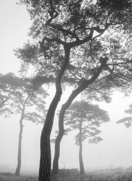 istock The unusual and beautiful appearance of a long-grown pine tree 1387575868