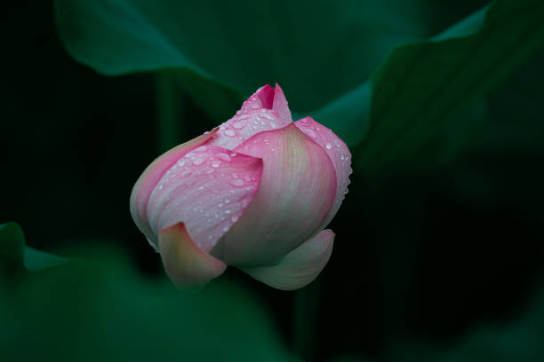 summer, lotus flowers blooming after rain summer, lotus flowers blooming after rain park leaf flower head saturated color stock pictures, royalty-free photos & images