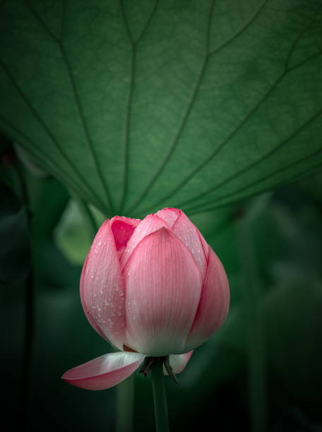 summer, lotus flowers blooming after rain summer, lotus flowers blooming after rain park leaf flower head saturated color stock pictures, royalty-free photos & images