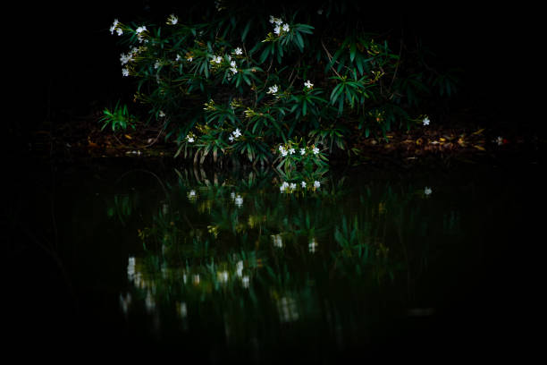 Oleander by the water and reflection on the water
