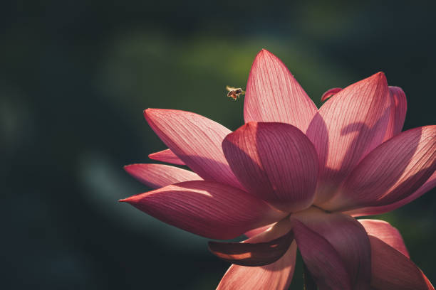 été, fleurs de lotus qui fleurissent après la pluie - single flower flower water lily water plant photos et images de collection