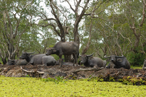 istock Water Buffaloes resting on the ground 1387578624