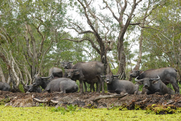 istock Water Buffaloes resting on the ground 1387578654