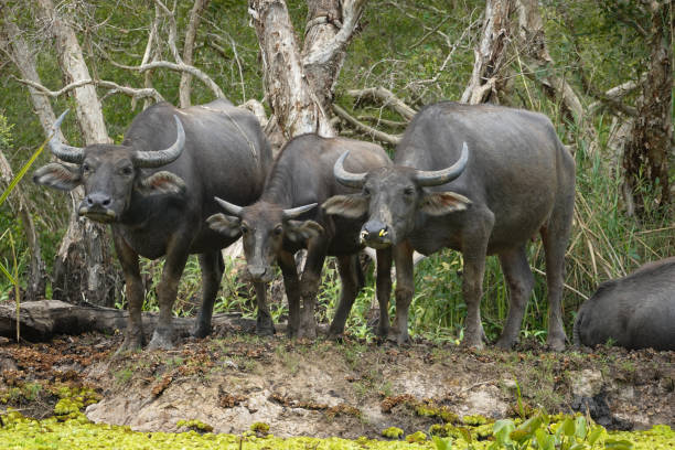 istock Water Buffaloes resting on the ground 1387578698