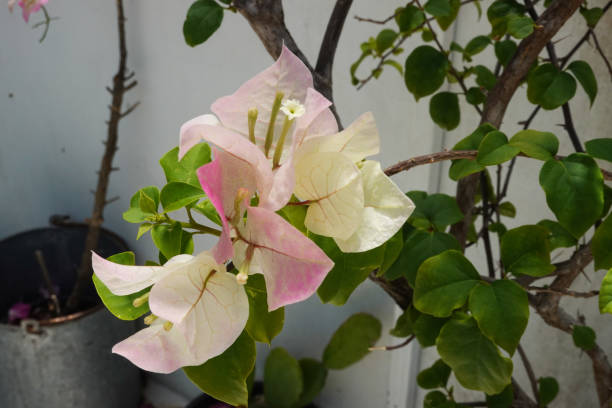 istock Light Pink Bougainvillea flowers 1387579729