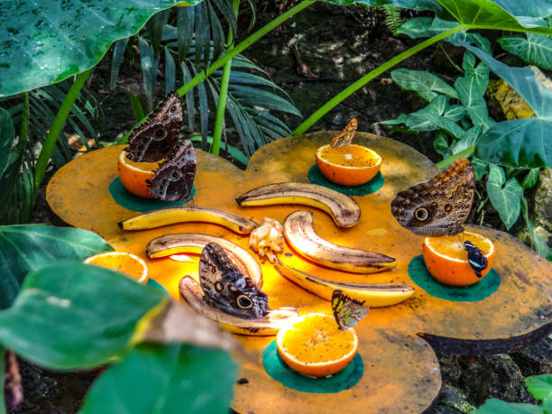 A collection of colorful butterflies and moths eating oranges and bananas in a tropical garden in st marteen