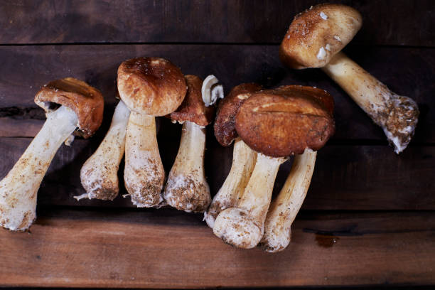 istock fresh matsutake mushrooms 1387585110
