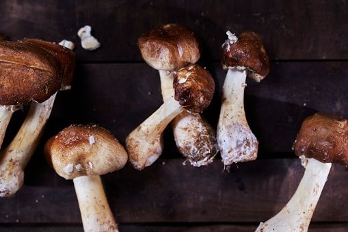 fresh matsutake mushrooms