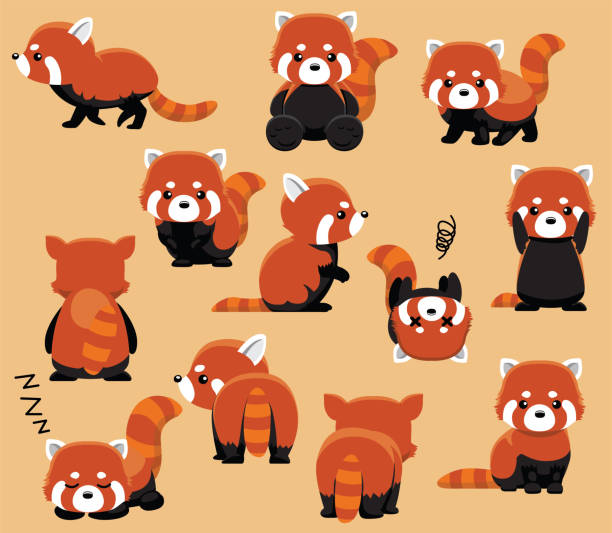 Panda Rojo Vectores Libres de Derechos - iStock