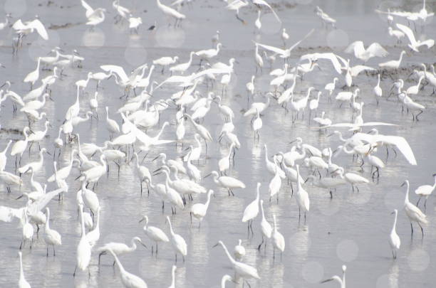 istock A flock of white egrets foraging in natural water sources. 1387586446